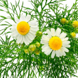 german-chamomile-ALT-min_1_1500x1500 1