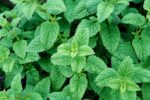 lemon-balm940x627